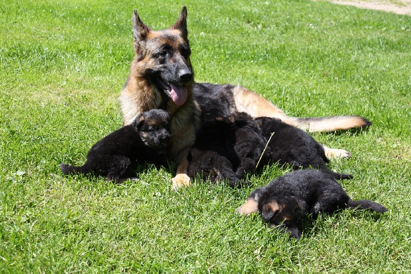 CHIOTS DE FRISKA NES LE 01 MAI 2013