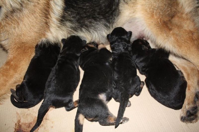 chiots de ma production