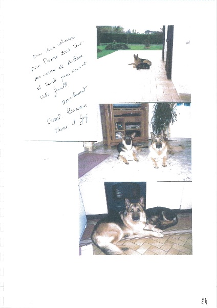 Une vie de chiens