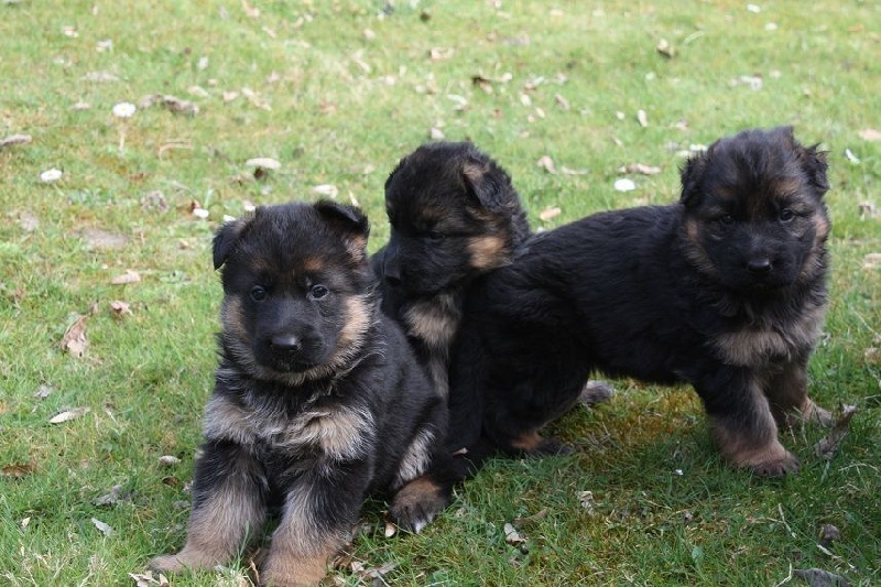 Chiots Friska 2014