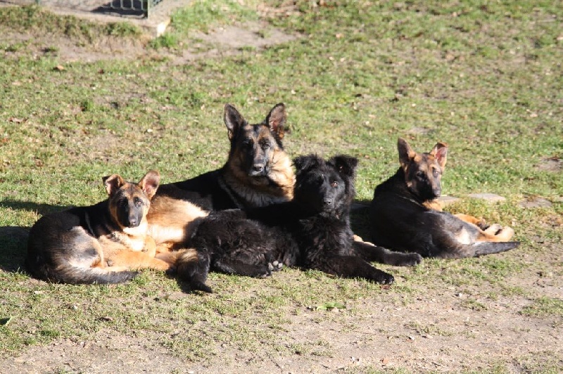 JESSIE BERGER ALTDEUTSCHER SCHÂFERHUND